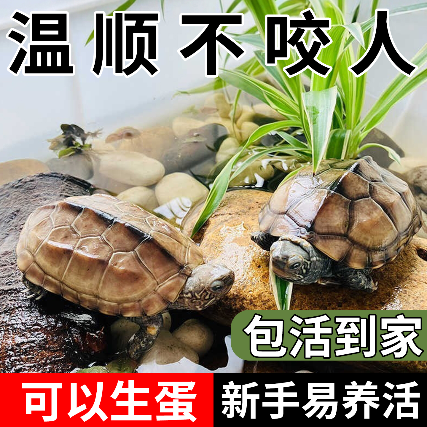 可以生蛋的大乌龟活物 中华草龟纯种一公一母 适合家养的龟