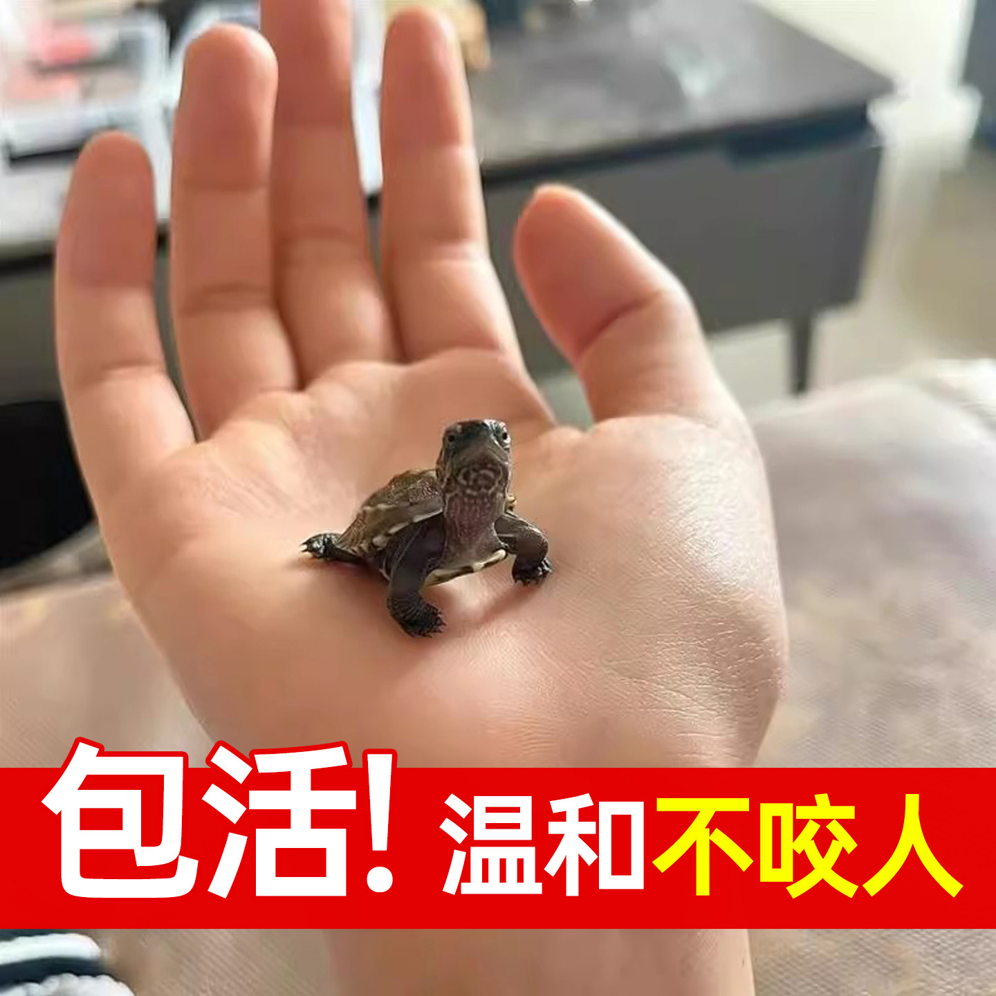乌龟活物网红中华草龟苗不咬人适合家养的玄武迷你小龟易存活