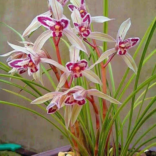 莲瓣兰玉兔带花苞兰花苗花卉盆栽盆景室内阳台客贵浓香型品种大全