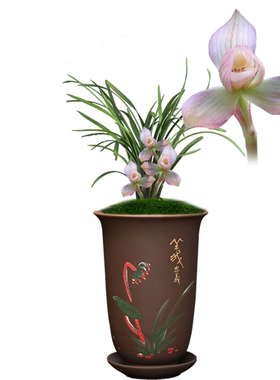 兰花苗盆栽植物室内春兰关鸠带花苞浓香名贵好养花卉品种大全