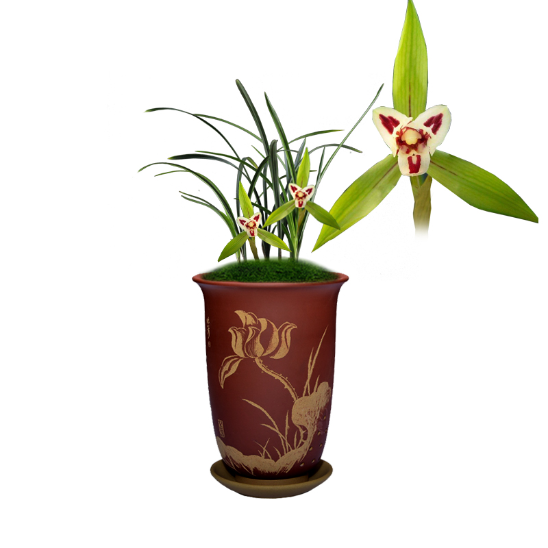 兰花苗盆栽植物室内春兰锦绣如画带花苞浓香名贵好养花卉品种大全
