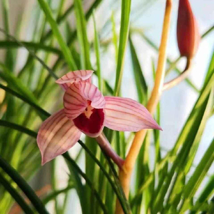 莲瓣兰爱心带花苞兰花苗花卉盆栽盆景室内阳台名贵浓香型品种大全