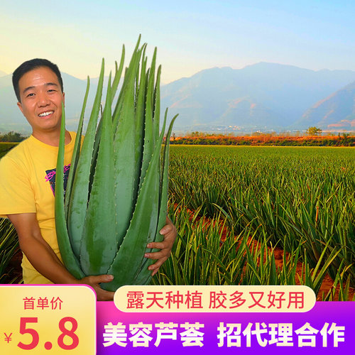 多肉苗价格 多肉苗图片 星期三