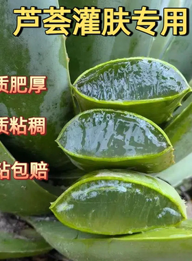 库拉索芦荟灌肤专用鲜叶可食用芦荟鲜叶室内盆栽芦荟苗芦荟叶片
