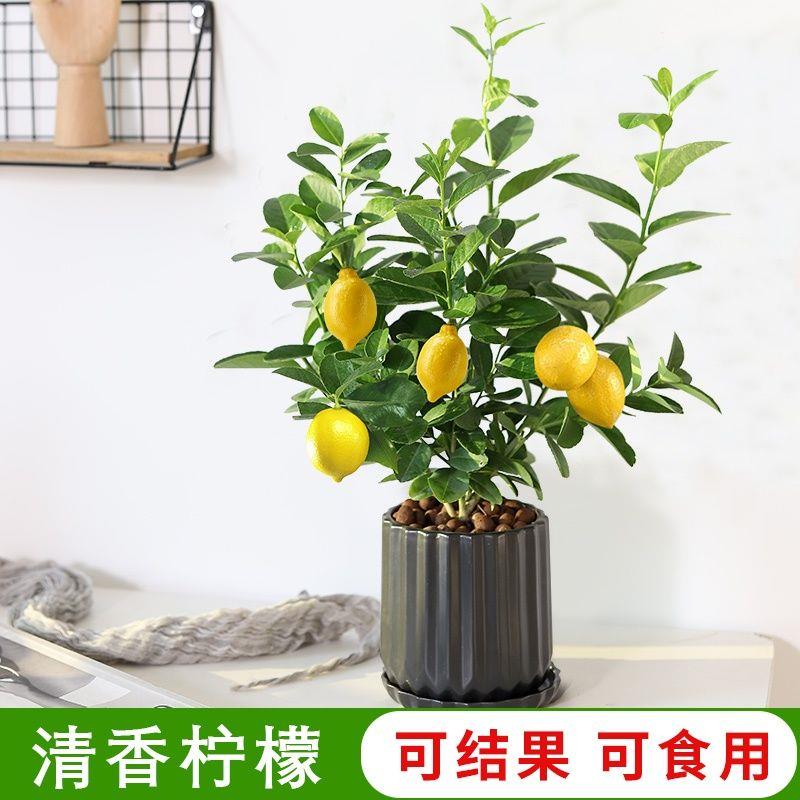 四季柠檬树盆栽带果香水柠檬树苗四季结果阳台绿植室内外客厅种植