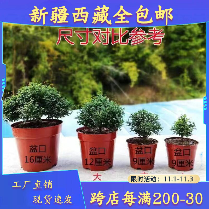 速发四疆西藏包邮小叶九里香苔藓花卉盆栽盆景迷你新季常
