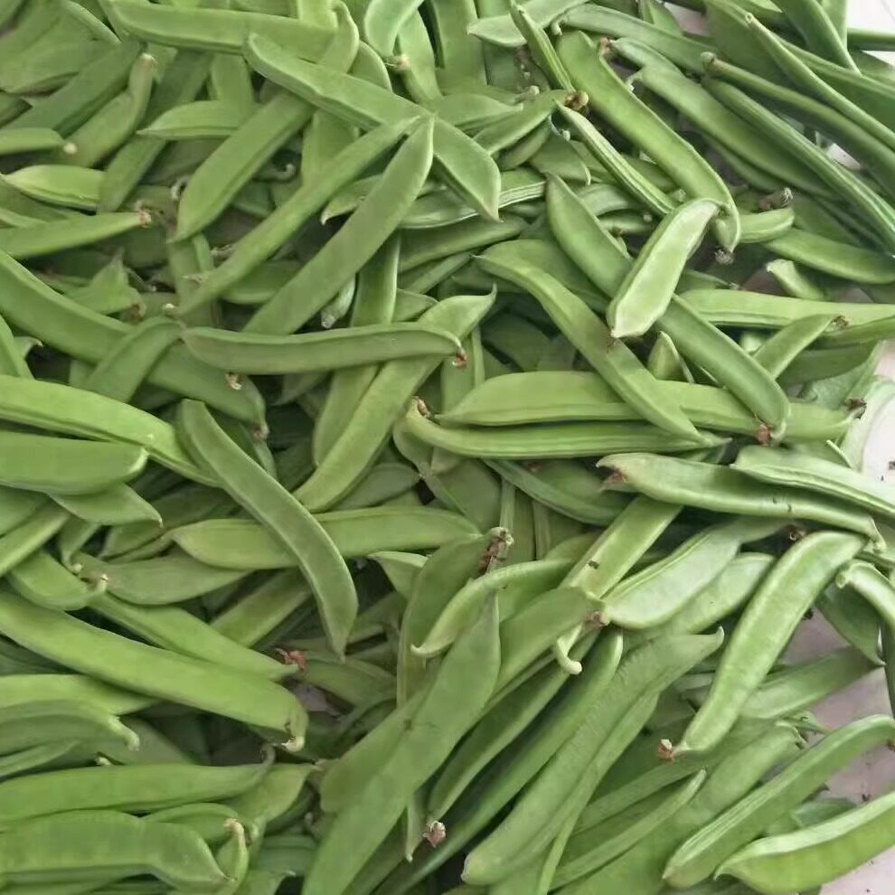 新鲜现摘现发新鲜刀豆刀巴豆自种