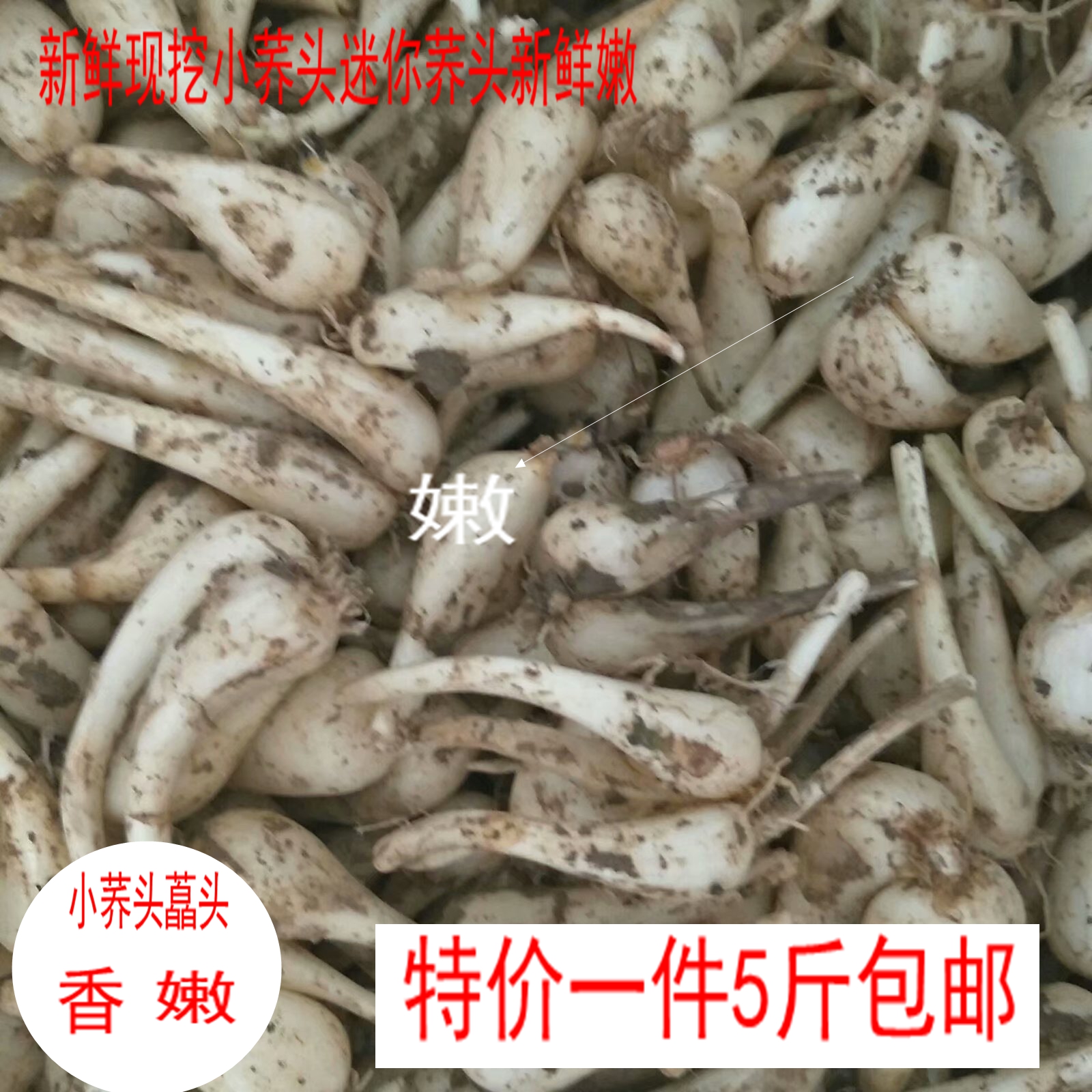 5斤农家自种荞头新鲜腌制原料