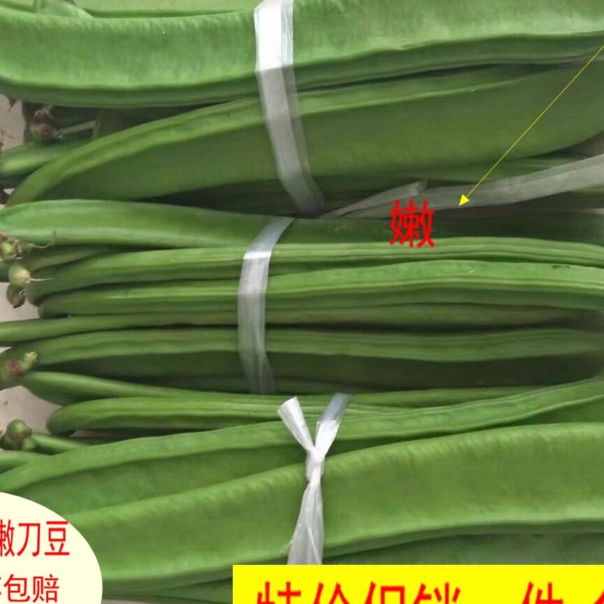 新鲜刀豆江西现摘绿色