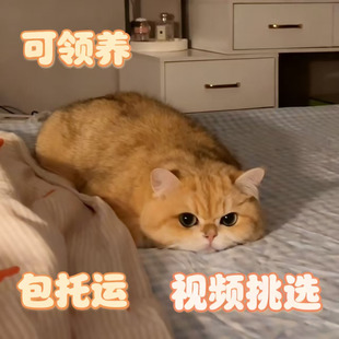 0元 宠物猫幼猫活体纯种英短美短银渐层布偶猫幼崽蓝猫金渐层 领养