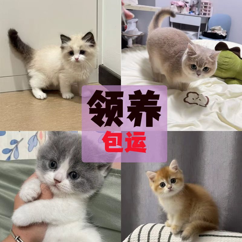 0元领养 宠物猫幼猫活体纯种英短美短银渐层布偶猫幼崽蓝猫金渐层