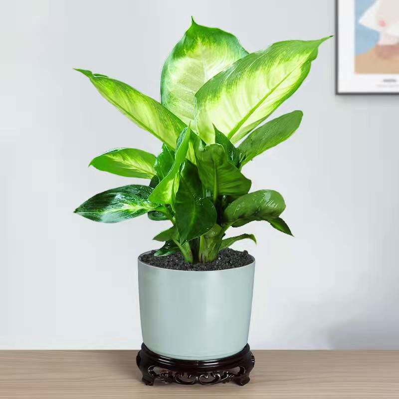 万年青盆栽植物粉黛银皇后室内好养绿植办公室四季常青水培小植物