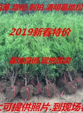 绿化苗木松树苗 蜀桧 塔柏 桧柏 塔柏苗 蜀桧苗 扫墓地松柏树苗