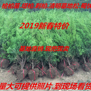 绿化苗木松树苗 蜀桧 塔柏 桧柏 塔柏苗 蜀桧苗 扫墓地松柏树苗