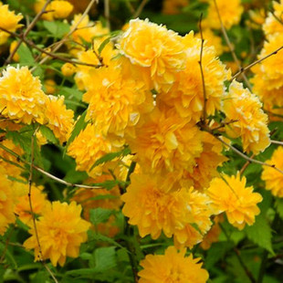 棣棠花苗爬藤攀缘植物棣棠苗室外庭院阳台盆栽耐阴灌木花卉绿化苗