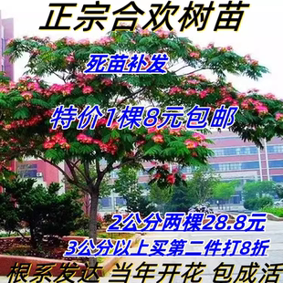 合欢苗绒花芙蓉花树苗南北方庭院花卉盆栽工程绿化树苗当年开花