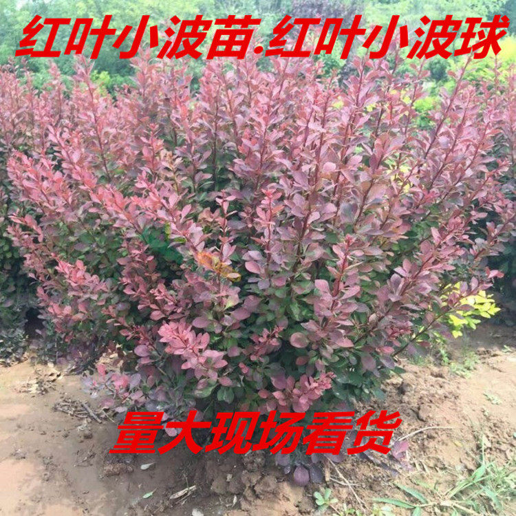 绿化苗红叶小檗床苗彩色红叶小波苗红叶小波球庭院工程围墙篱笆苗