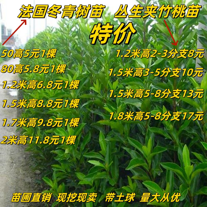 法国珊瑚冬青树苗丛生夹竹桃苗庭院工程绿化围墙篱笆苗耐寒易成活