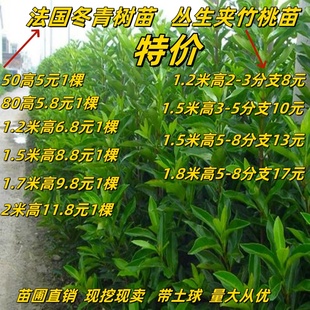 法国珊瑚冬青树苗丛生夹竹桃苗庭院工程绿化围墙篱笆苗耐寒易成活