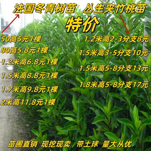 耐寒冬青四季常青夹竹桃庭院围墙