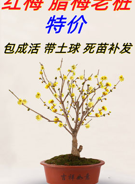 当年开花腊梅耐寒庭院阳台盆栽