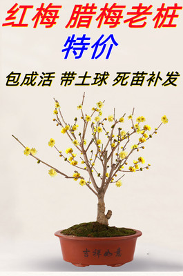 当年开花腊梅耐寒庭院阳台盆栽