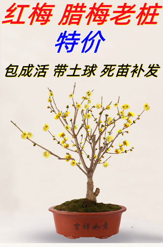 当年开花腊梅耐寒庭院阳台盆栽