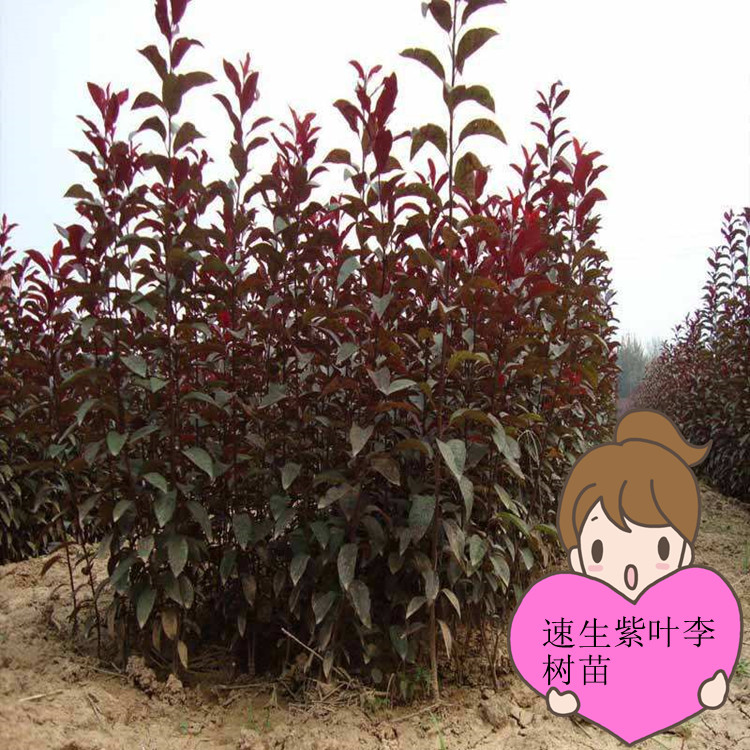 紫叶李树苗速生紫叶李苗南方北方庭院别墅行道耐寒当年开花包成活