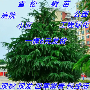 雪松树苗耐寒圣诞树盆景观赏行道树黑松南洋杉庭院四季常青绿化苗