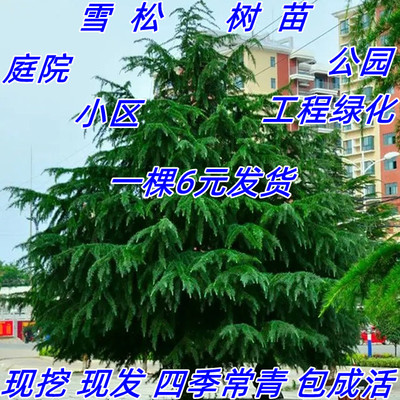 庭院雪松树苗南方种植