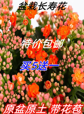 长寿花盆栽重瓣金狐狸大花带花苞花苗四季室内开花好养的花卉植物