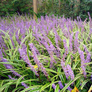 日本矮麦冬草苗庭院植物玉龙草四季常青长不高短叶金边青叶麦冬草