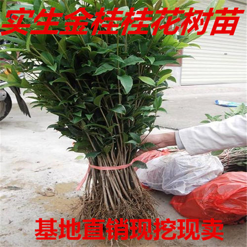 桂花苗绿植室外庭院绿化围墙