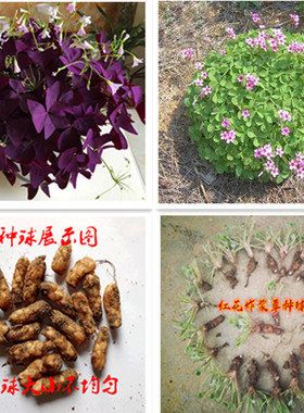 鸢尾炸酱草花卉盆栽绿植红花草红花三叶草紫三叶草庭院地栽绿化苗
