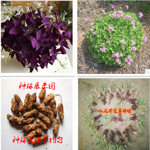 鸢尾炸酱草花卉盆栽地栽绿化绿植
