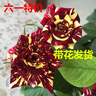 大花月季流星雨月季花苗特大花浓香型花卉绿植四季盆栽地栽玫瑰花