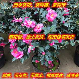 茶梅树苗庭院阳台盆栽茶梅球带花苞耐寒易活茶花树苗篱笆绿化苗木