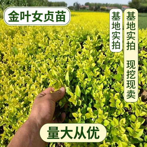 金叶女贞球小叶青叶苗篱笆耐寒