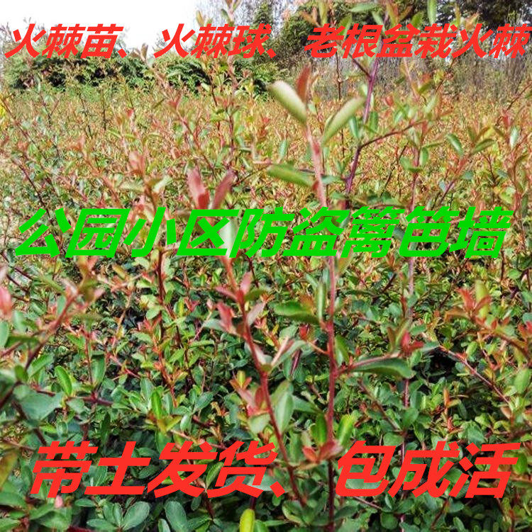 火棘树苗精品火棘球盆栽当年结果庭院防盗围墙篱笆苗耐寒成活高,鲜花速递/花卉仿真/绿植园艺,观叶 /花灌木,淘宝优惠券,粉丝福利购,淘宝优惠卷