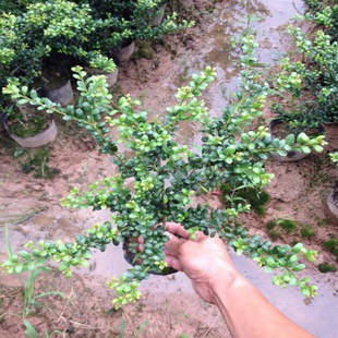 四季常青绿化苗木庭院学校工厂等盆栽豆瓣冬青龟背冬青龟甲冬青苗