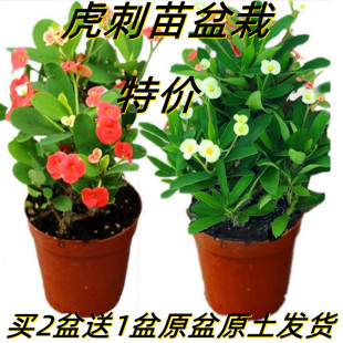 铁海棠花卉盆景绿植带花开花虎刺梅盆栽大花阳台花卉植物花室内花