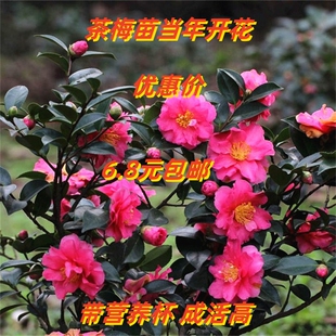茶梅盆栽地栽耐寒茶梅树苗室内外花开不断庭院行道绿化苗当年开花