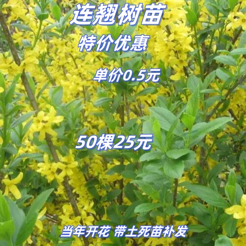 庭院绿化绿化苗黄老虎迎春花连翘