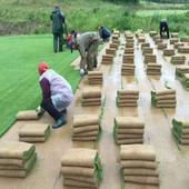 草坪地毯草种子幼儿园高尔夫球场篮球庭院草坪草籽不修剪四季 常青