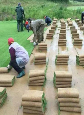 草坪地毯草种子幼儿园高尔夫球场篮球庭院草坪草籽不修剪四季常青