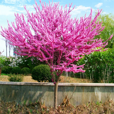 紫荆树苗当年开花绿化测试推荐