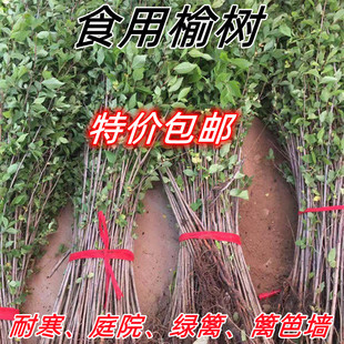 榆树苗景观造型篱笆围栏篱笆树苗庭院绿化耐寒植物那北方遮阳乘凉