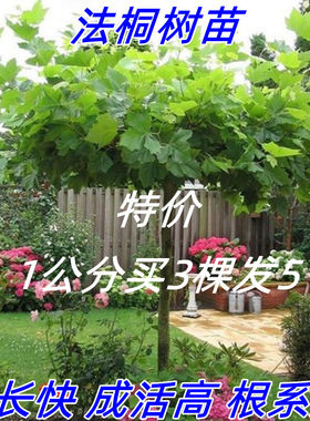 速生绿化苗木梧桐树庭院