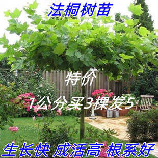 速生法桐苗南北方庭院公园遮阳行道工程耐寒绿化苗法国梧桐树苗