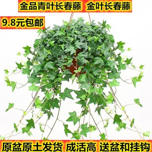 常春藤盆栽室内金叶长春藤绿植吸甲醛空气垂钓植物原盆原土易成活